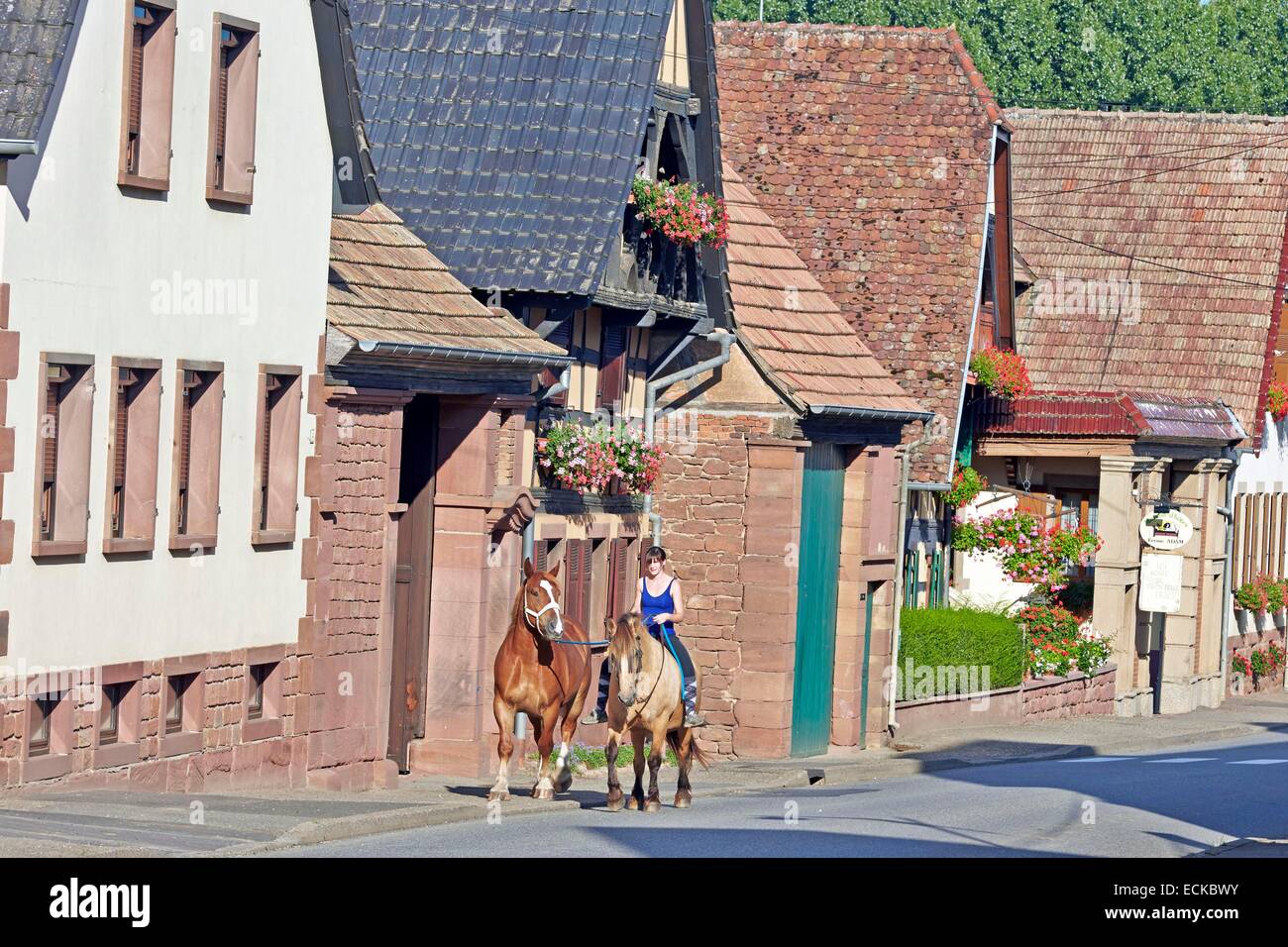 La France, Bas Rhin, Kirrwiller, chevaux de trait dans la rue Banque D'Images