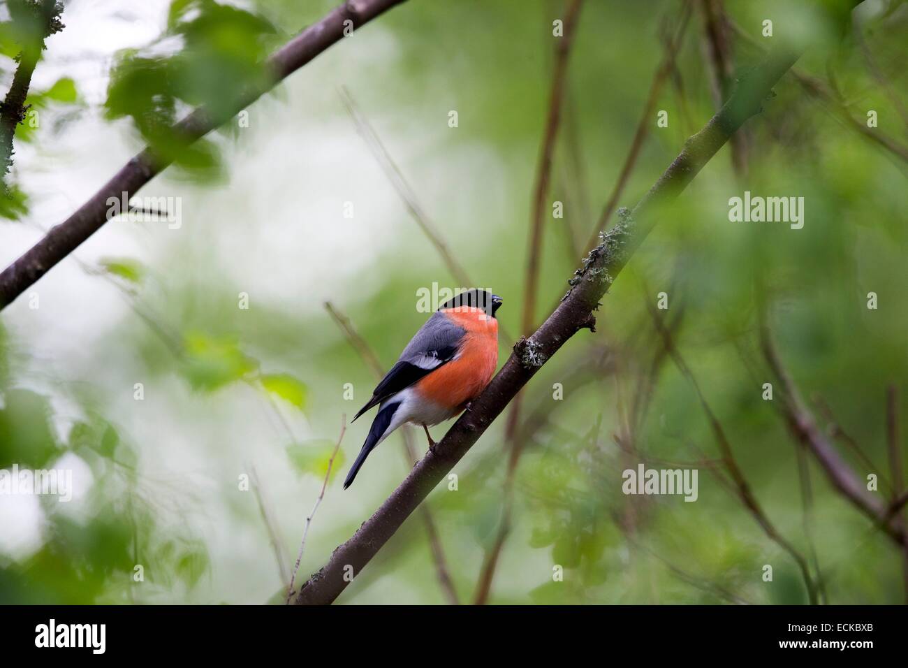 La Finlande, la région de Kuhmo, Kajaani, colvert, canard colvert colvert ou commun (Pyrrhula pyrrhula), mâle adulte Banque D'Images
