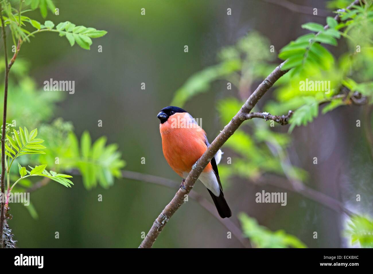 La Finlande, la région de Kuhmo, Kajaani, colvert, canard colvert colvert ou commun (Pyrrhula pyrrhula), mâle adulte Banque D'Images