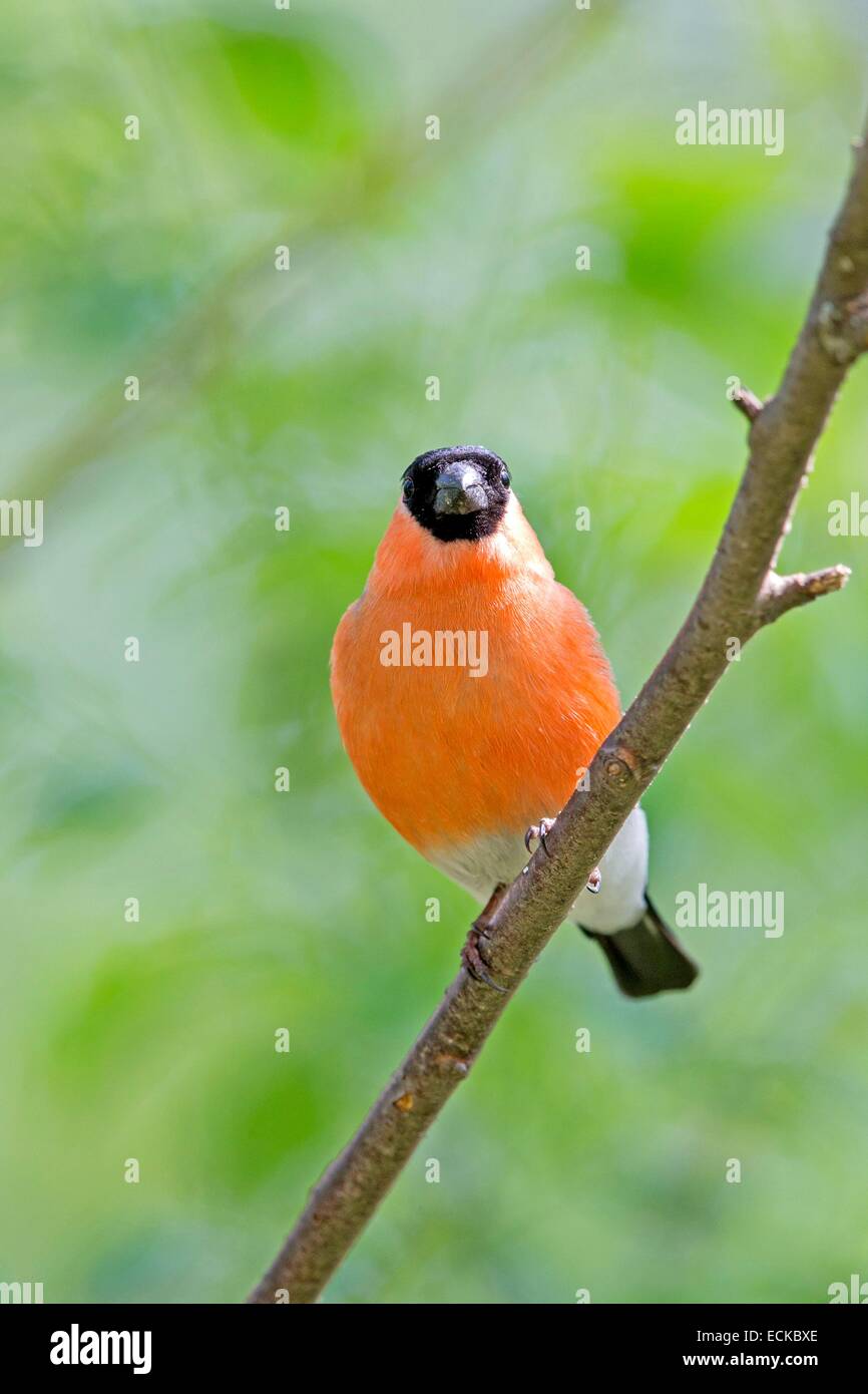 La Finlande, la région de Kuhmo, Kajaani, colvert, canard colvert colvert ou commun (Pyrrhula pyrrhula), mâle adulte Banque D'Images