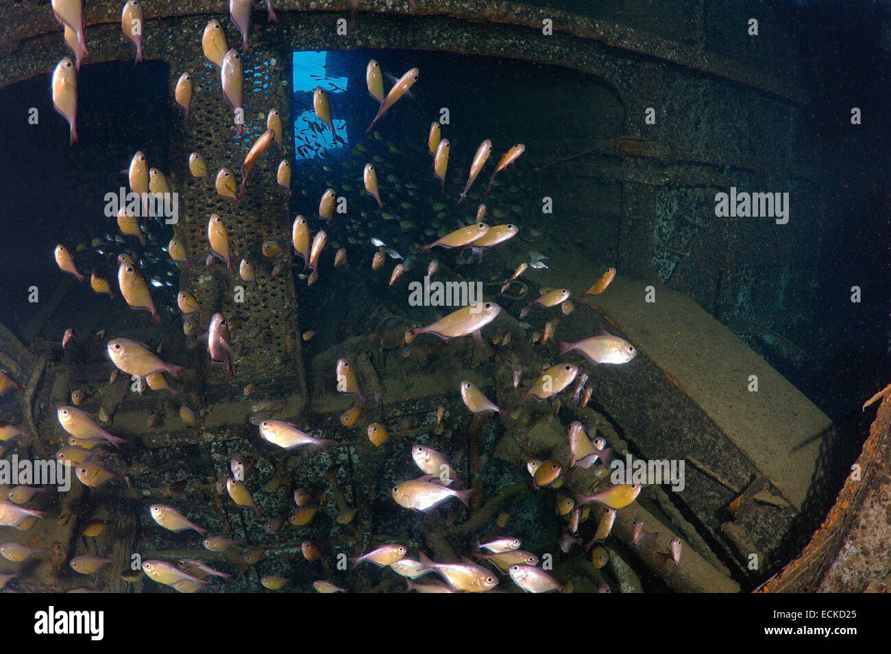 École de poisson dans la salle des machines wreckship Gianis D. Mer Rouge, Sharm El Sheikh, Egypte Banque D'Images