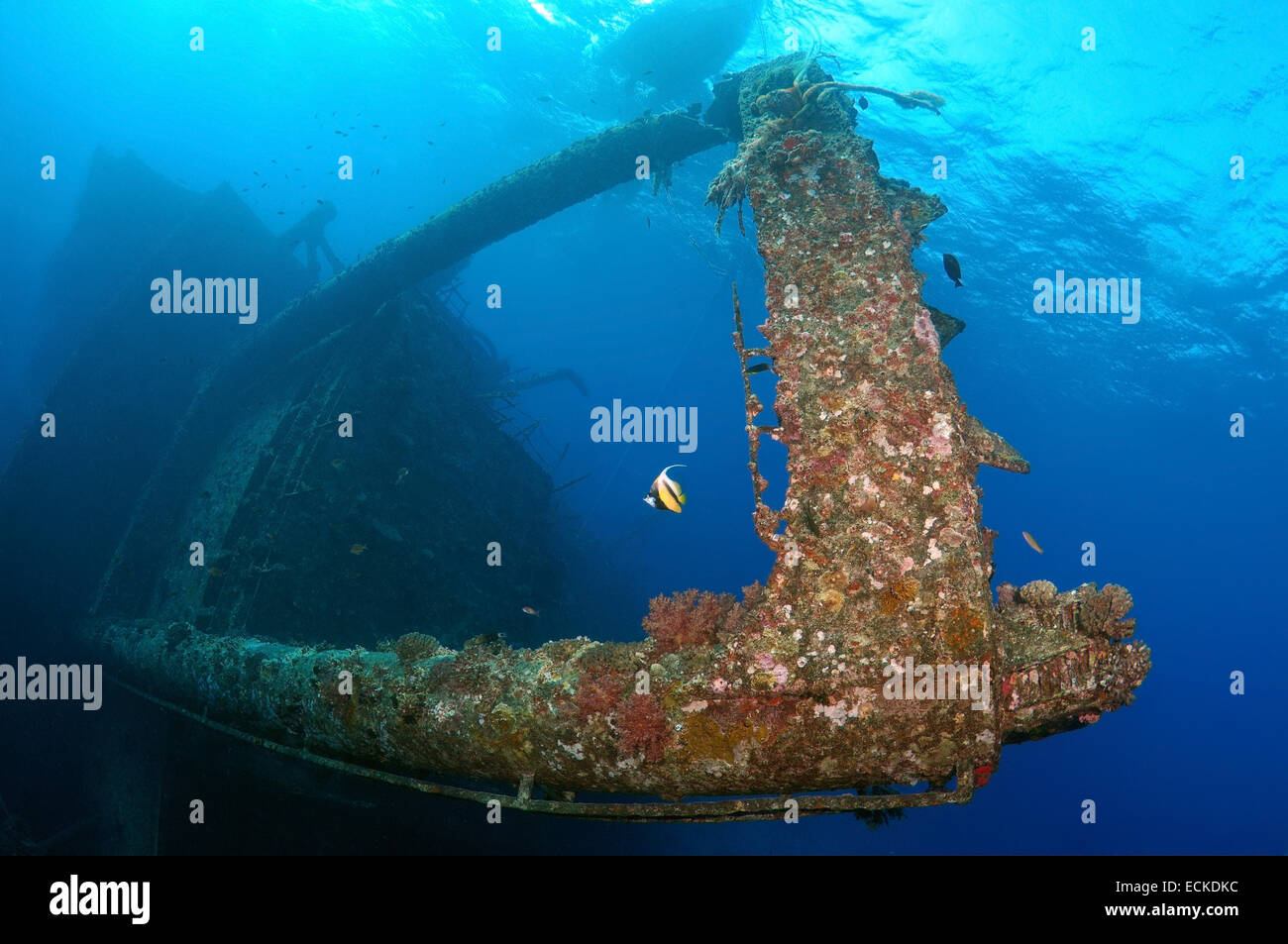 Red Sea bannerfish (Heniochus intermedius) sur le wreckship Gianis D. Mer Rouge, Sharm El Sheikh, Egyp Banque D'Images