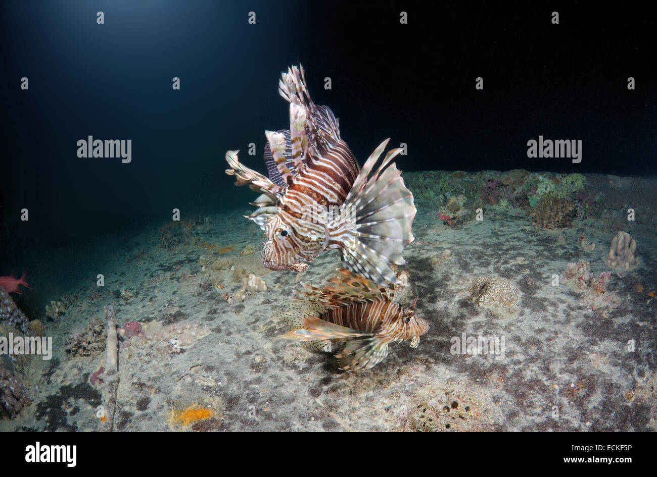 Deux poissons lion rouge (Pterois volitans) sur l'épave du SS Thistlegorm (British Armed Merchant Navy Ship) plongée de nuit, Mer Rouge, par exemple : Banque D'Images