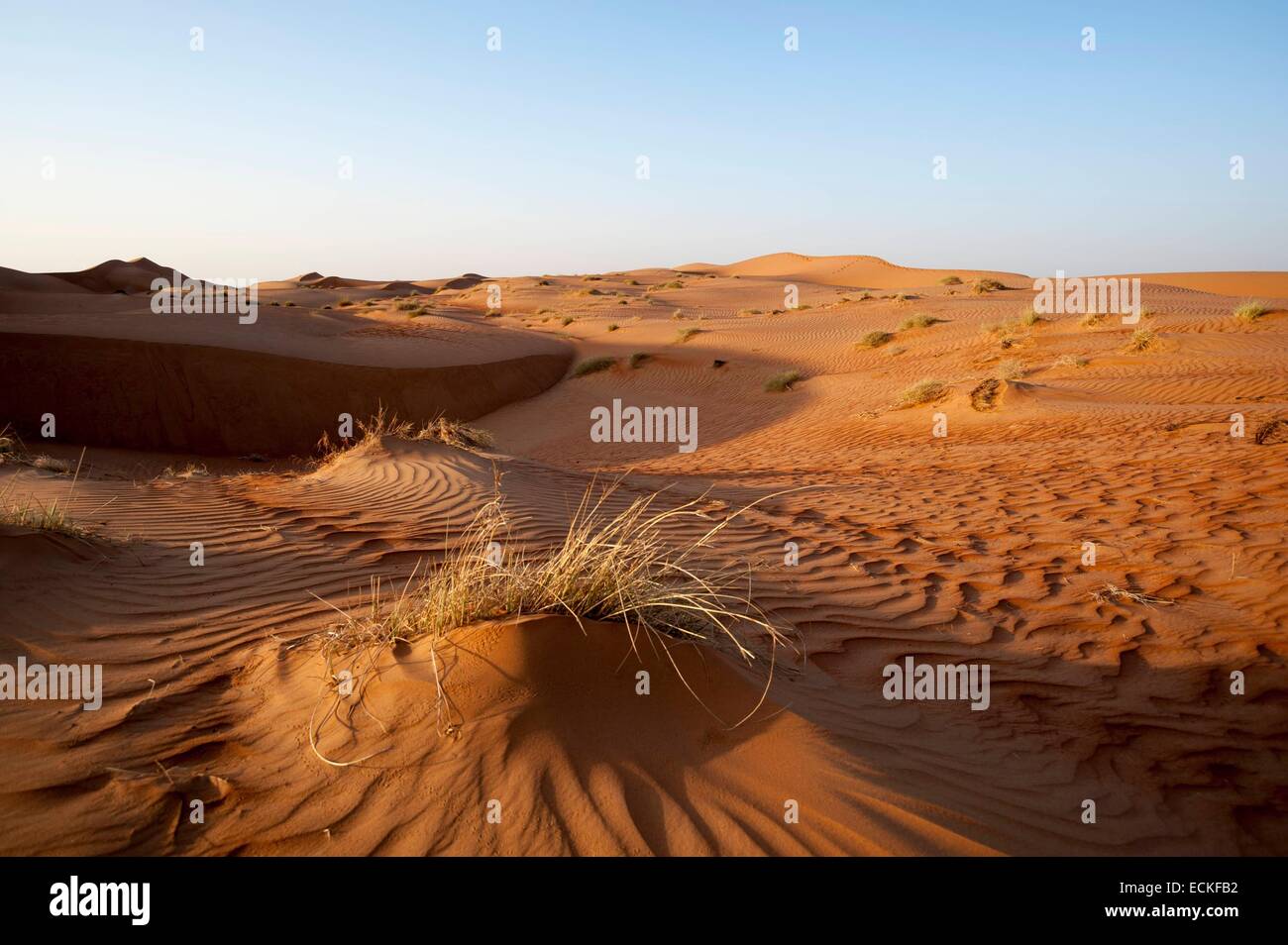 Oman, désert de Wahiba Sands Banque D'Images
