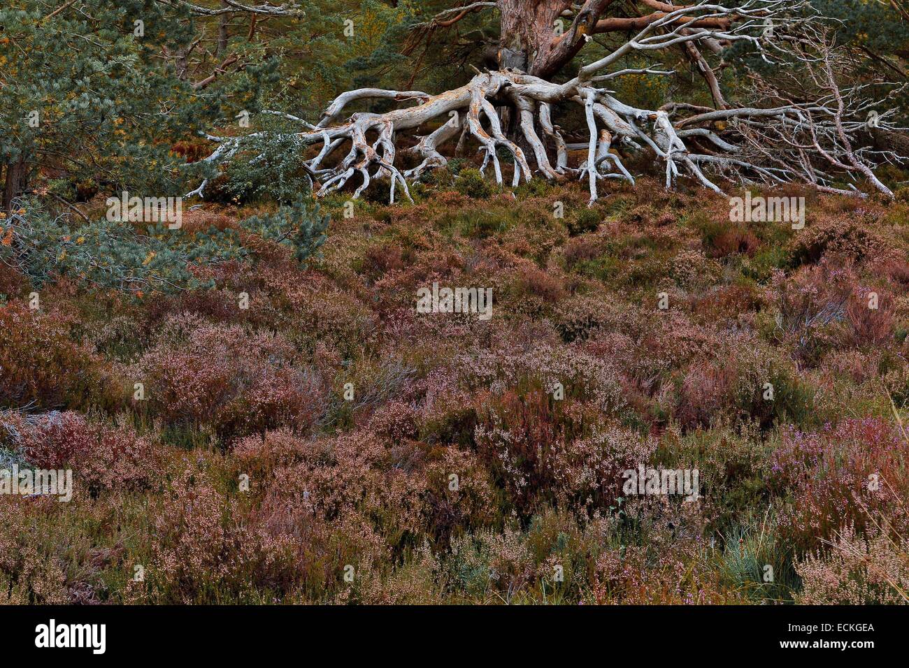 Royaume-uni, Ecosse, le Parc National de Cairngorms, Glenmore Forest Park, textures naturelles des branches mortes et Heather Banque D'Images