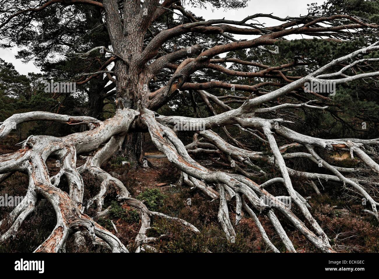 Royaume-uni, Ecosse, le Parc National de Cairngorms, Glenmore Forest Park, textures naturelles des branches mortes et Heather Banque D'Images