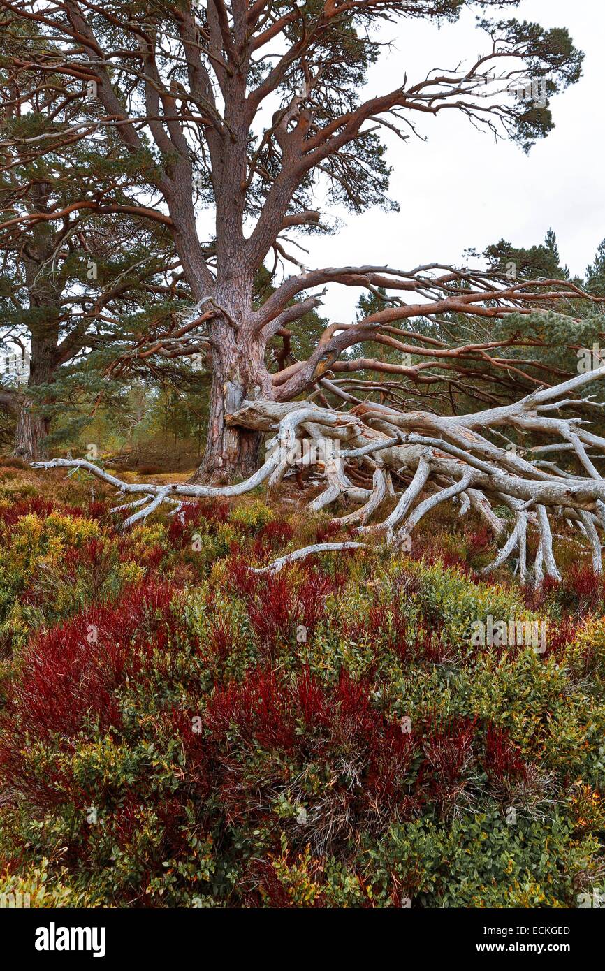 Royaume-uni, Ecosse, le Parc National de Cairngorms, Glenmore Forest Park, textures naturelles des branches mortes et Heather Banque D'Images