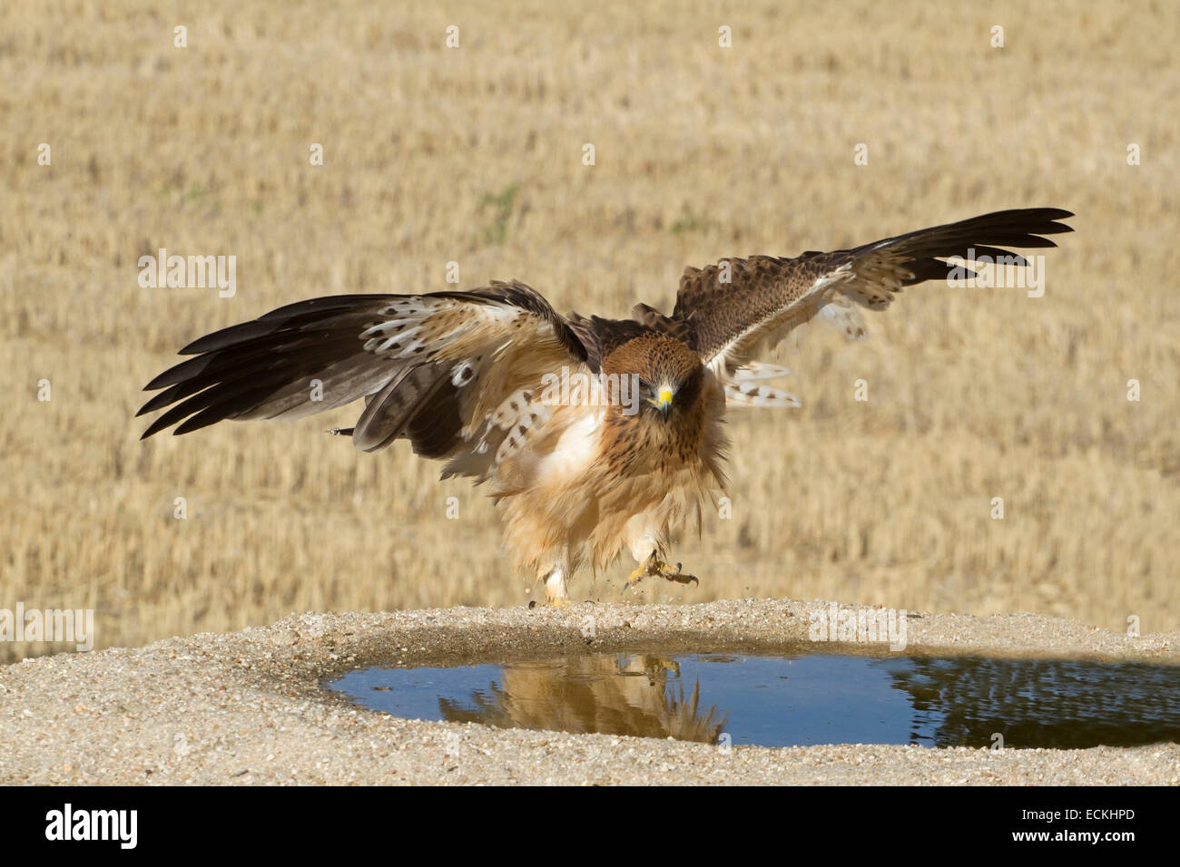 Aigle botté - Hieraaetus pennatus Banque D'Images