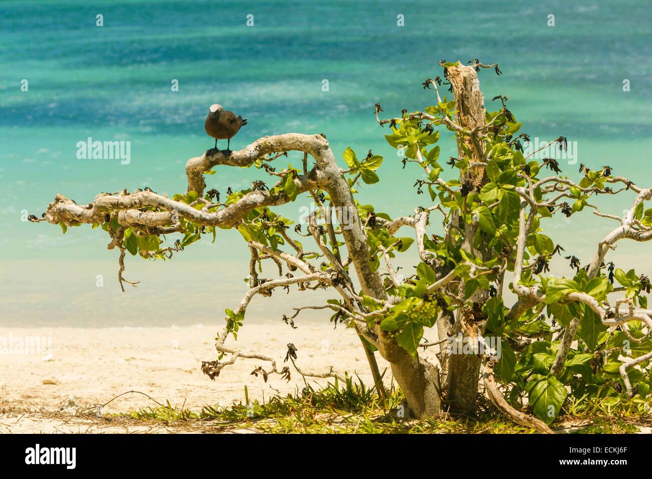 L'Ile Maurice, l'île Rodrigues, l'île aux Cocos (Cocos island), portrait d'un noddi brun (Anous stolidus) Banque D'Images