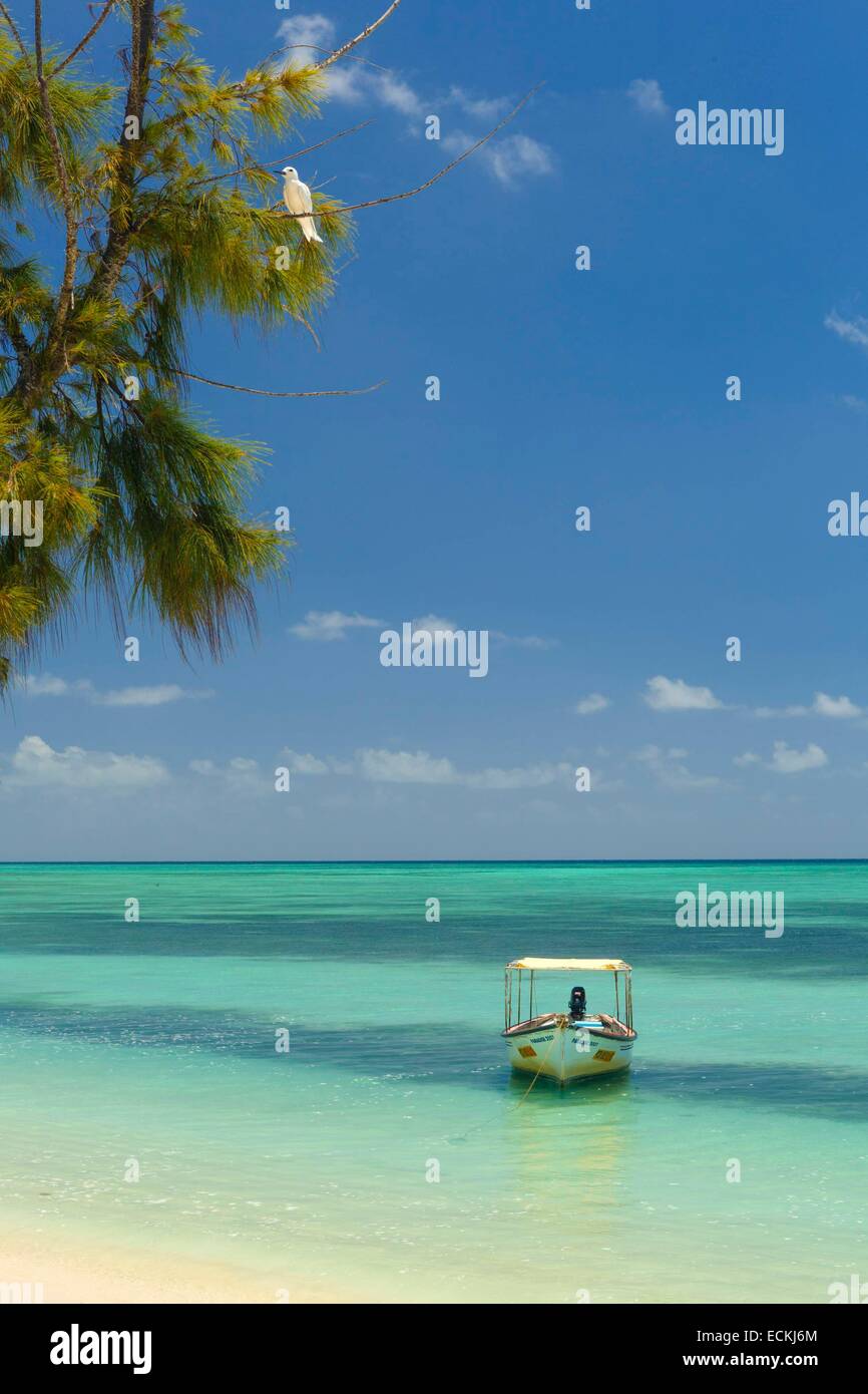 L'Ile Maurice, l'île Rodrigues, l'île aux Cocos (Cocos island), plage de la lagune, l'oiseau blanc perché sur une branche surplombant une plage de sable blanc Banque D'Images