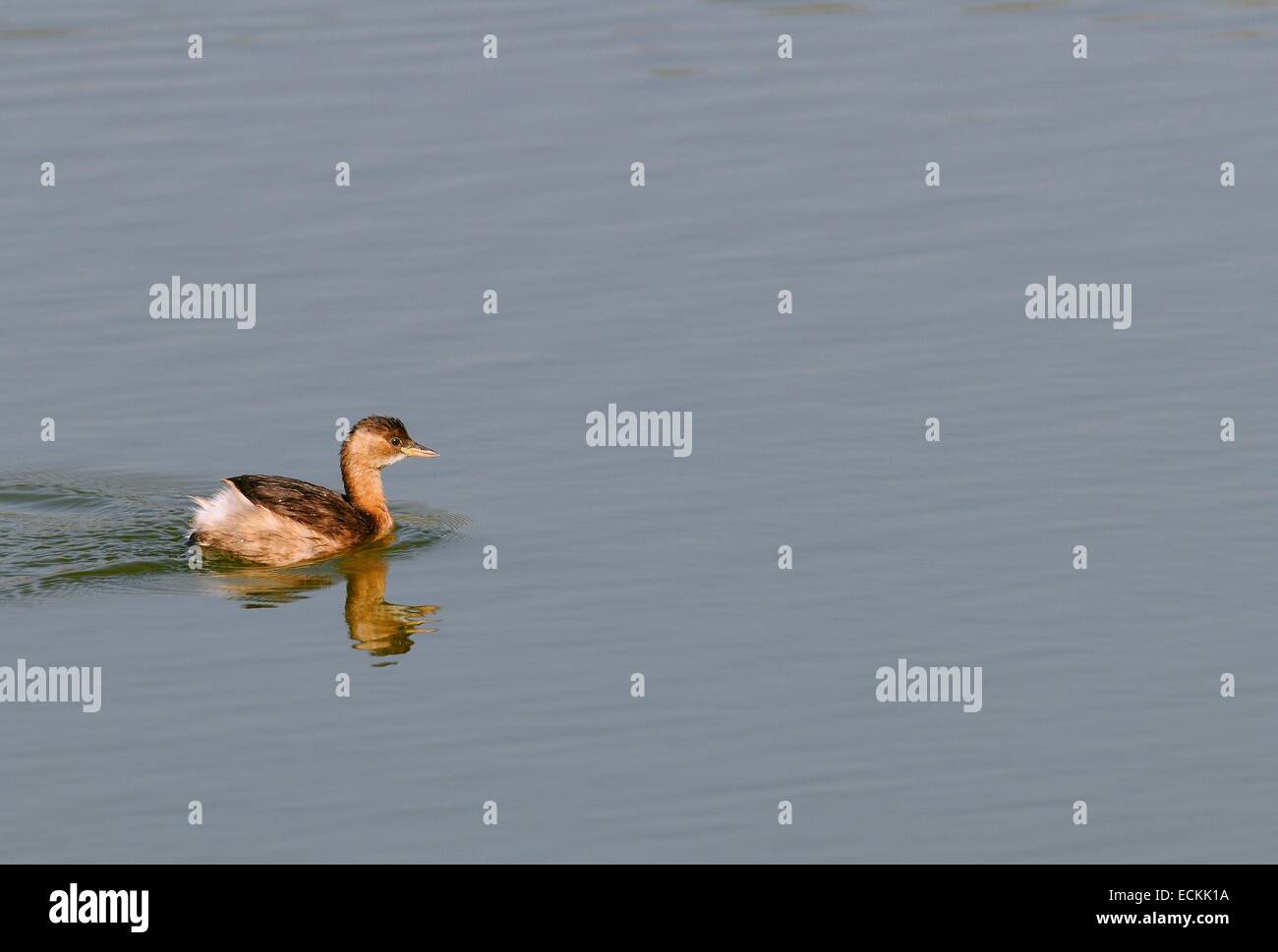 Grèbe castagneux (Podiceps ruficollis) Banque D'Images