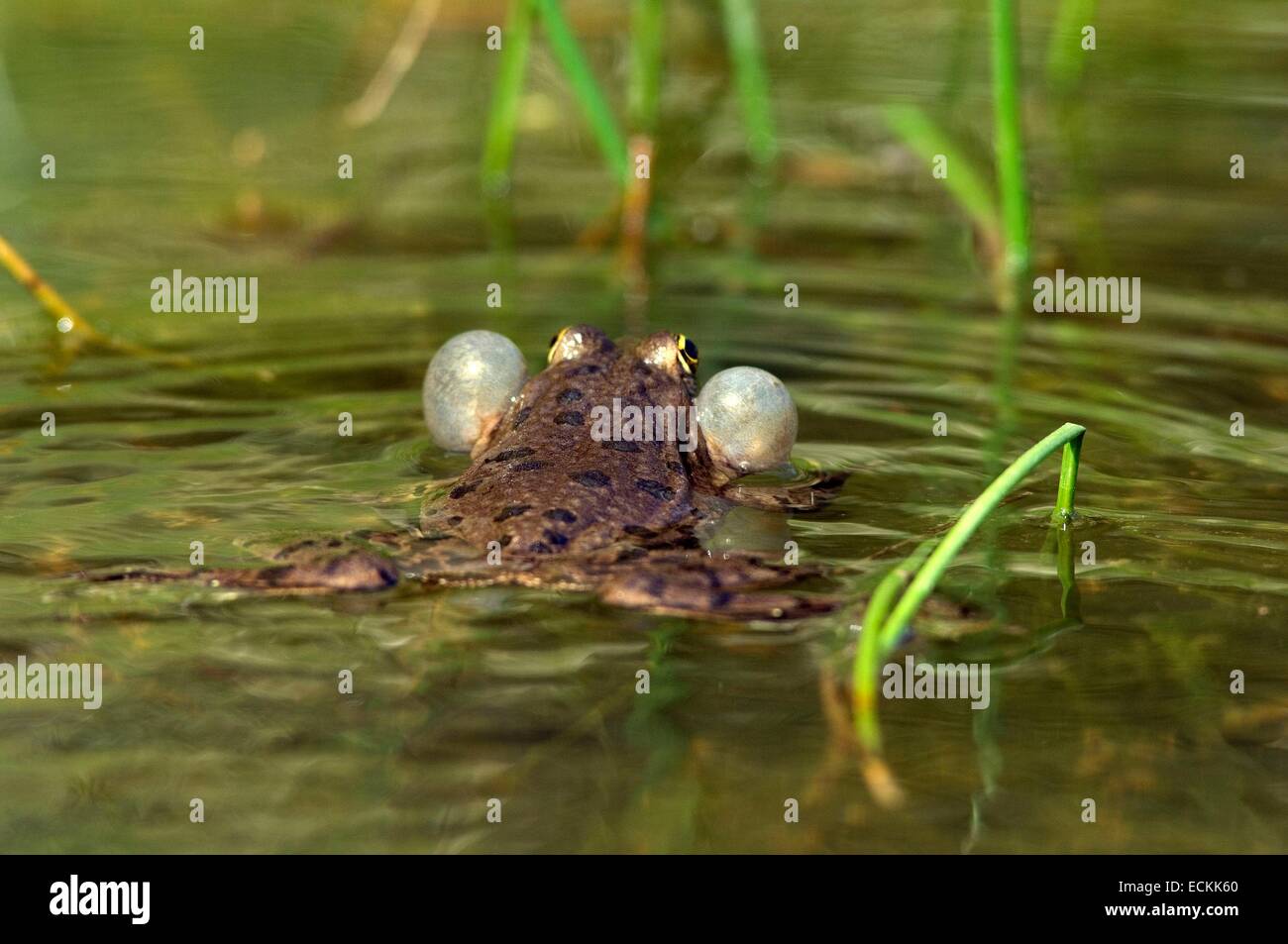 Piscine Grenouille ou peu la grenouille verte (Pelophylax lessonae), voix des sacs gonflés Banque D'Images