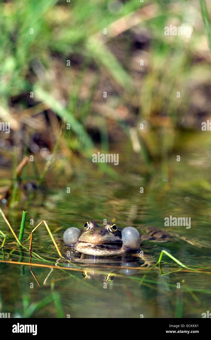 Piscine Grenouille ou peu la grenouille verte (Pelophylax lessonae), voix des sacs gonflés Banque D'Images