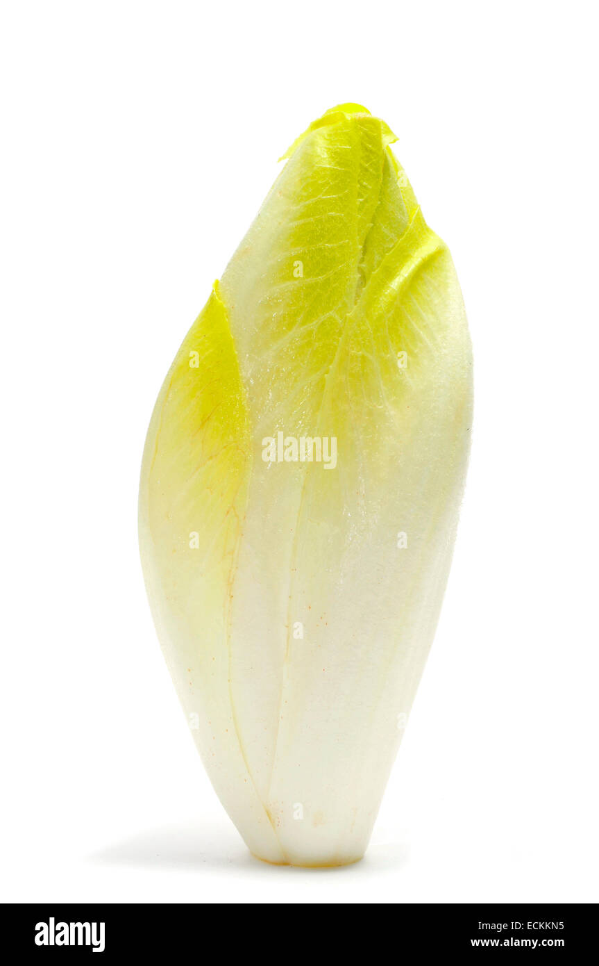 Chef de l'endive sur fond blanc Banque D'Images