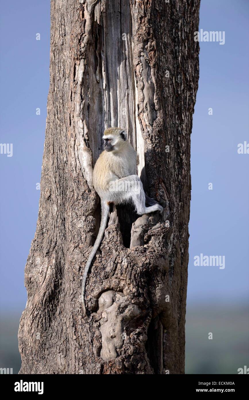 La réserve de Masai Mara, Kenya, (Chlorocebus aethiops) vervet accroché sur le tronc d'un arbre et d'observer les environs Banque D'Images