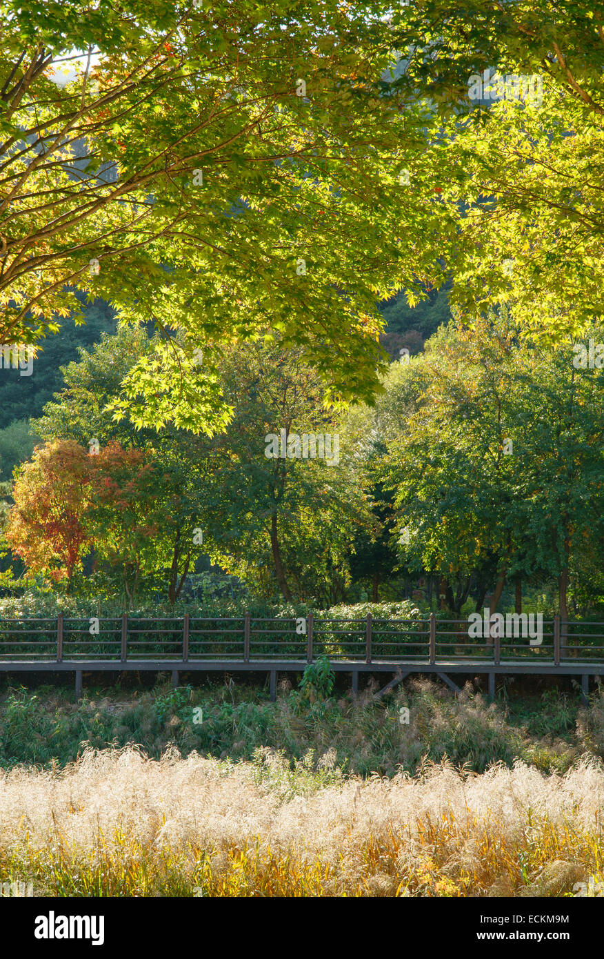 Chemin en bois avec des roseaux d'or à l'automne Banque D'Images