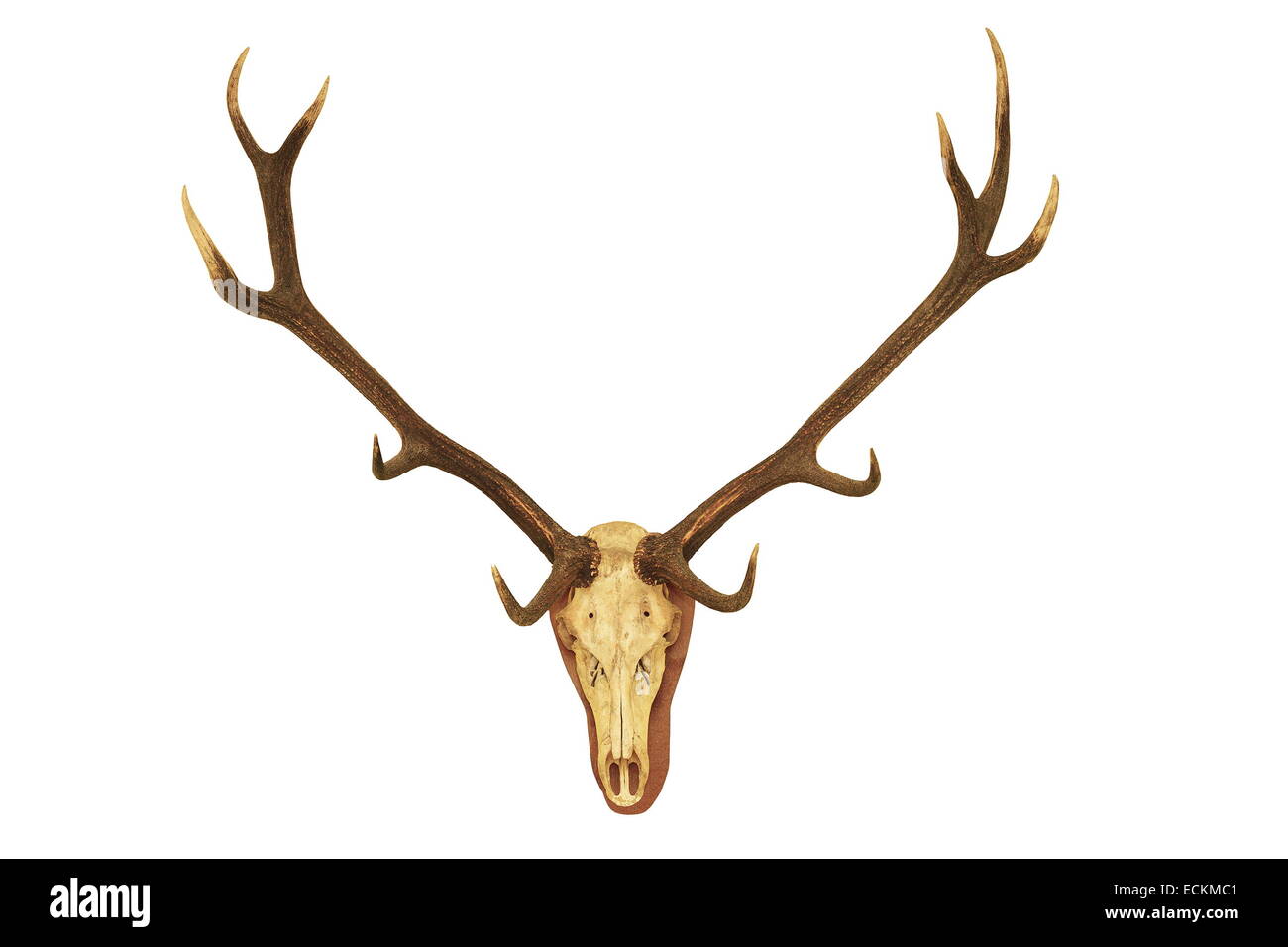 Big red deer stag ( Cervus elaphus ) trophée de chasse isolé sur fond blanc Banque D'Images