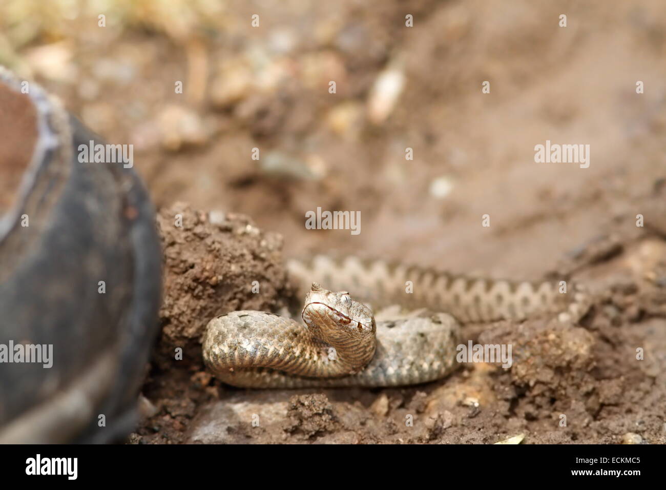 Démarrer la marche vers sand viper ( Vipera ammodytes ), vous pouvez voir comment le serpent se prépare à une grève Banque D'Images