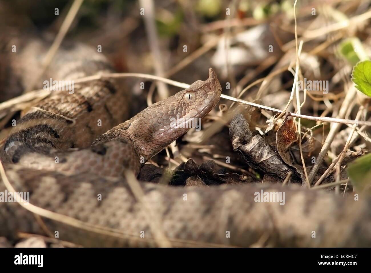 Dangereux serpent camouflé européenne, la vipère à cornes nez ( Vipera ammodytes ), grand modèle photographié en Roumanie Banque D'Images