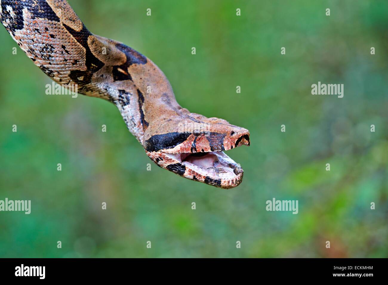 Le Brésil, l'état d'Amazonas, bassin du fleuve Amazone, Boa constrictor (Boa constrictor) Banque D'Images