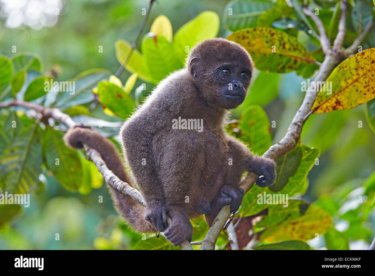 Le Brésil, l'état d'Amazonas, bassin du fleuve Amazone, singe laineux Brun, singe laineux commun (Lagothrix lagotricha), jeune bébé Banque D'Images