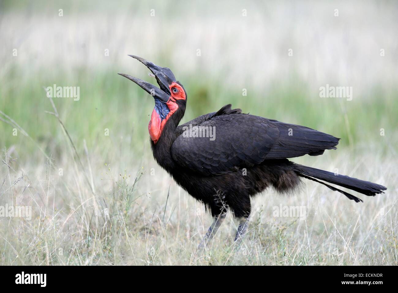 La réserve de Masai Mara, Kenya, calao (Bucorvus cafer) avaler une petite proie Banque D'Images