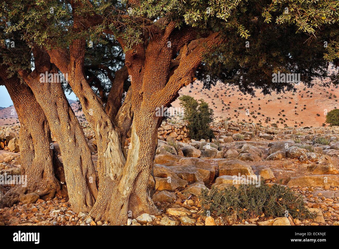 Maroc, région du Souss, Tadrart, tronc de l'arganier Banque D'Images