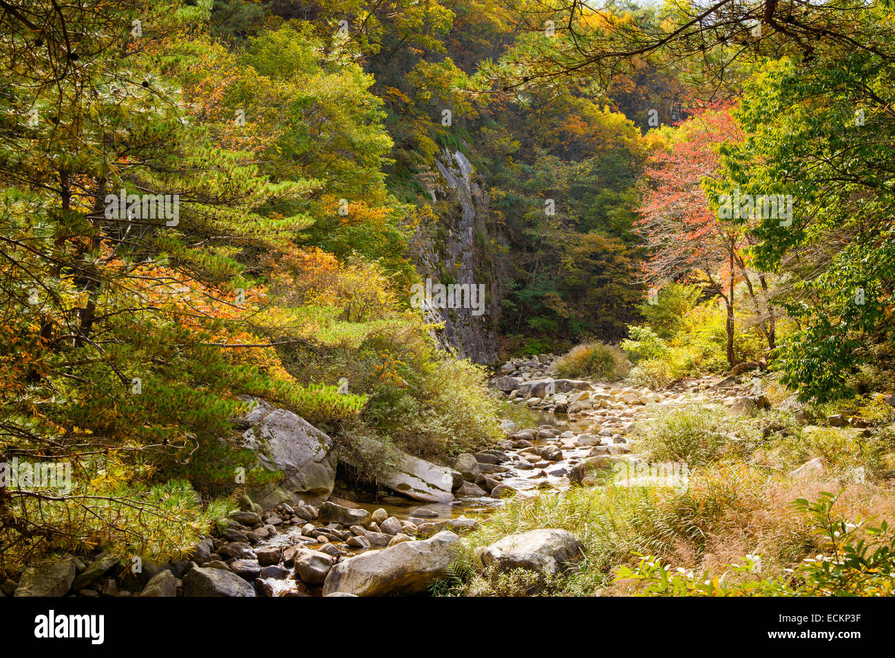 Avis de ruisseau de montagne aux couleurs de l'automne en octobre Banque D'Images