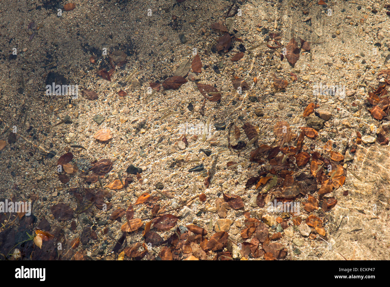 L'eau claire et des poissons en montagne en autummn Banque D'Images