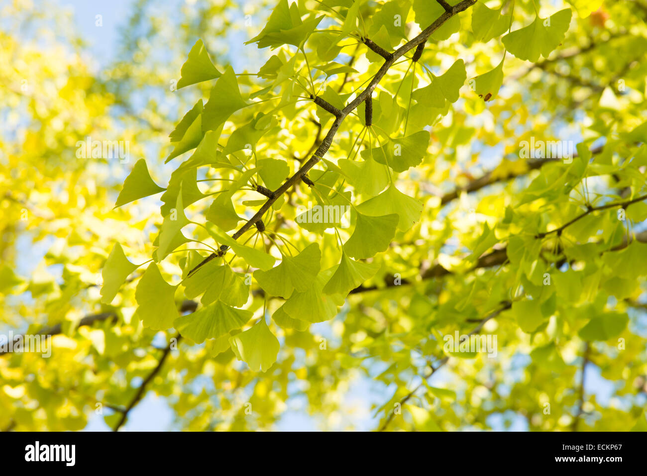 Libre de feuilles de ginkgo vert jaunâtre à l'automne Banque D'Images
