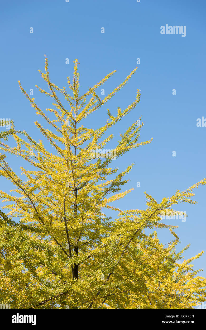 Brach avec des feuilles de ginkgo vert jaunâtre à l'automne Banque D'Images Brach avec des feuilles de ginkgo vert jaunâtre à l'automne Banque D'Images