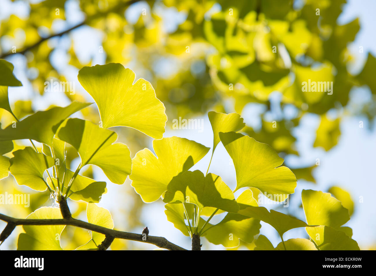 Libre de feuilles de ginkgo vert jaunâtre à l'automne Banque D'Images