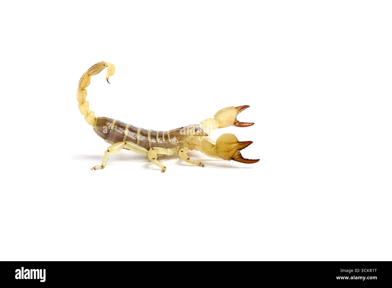 Scorpio maurus, scorpion d'Or, Israël sur fond blanc Banque D'Images