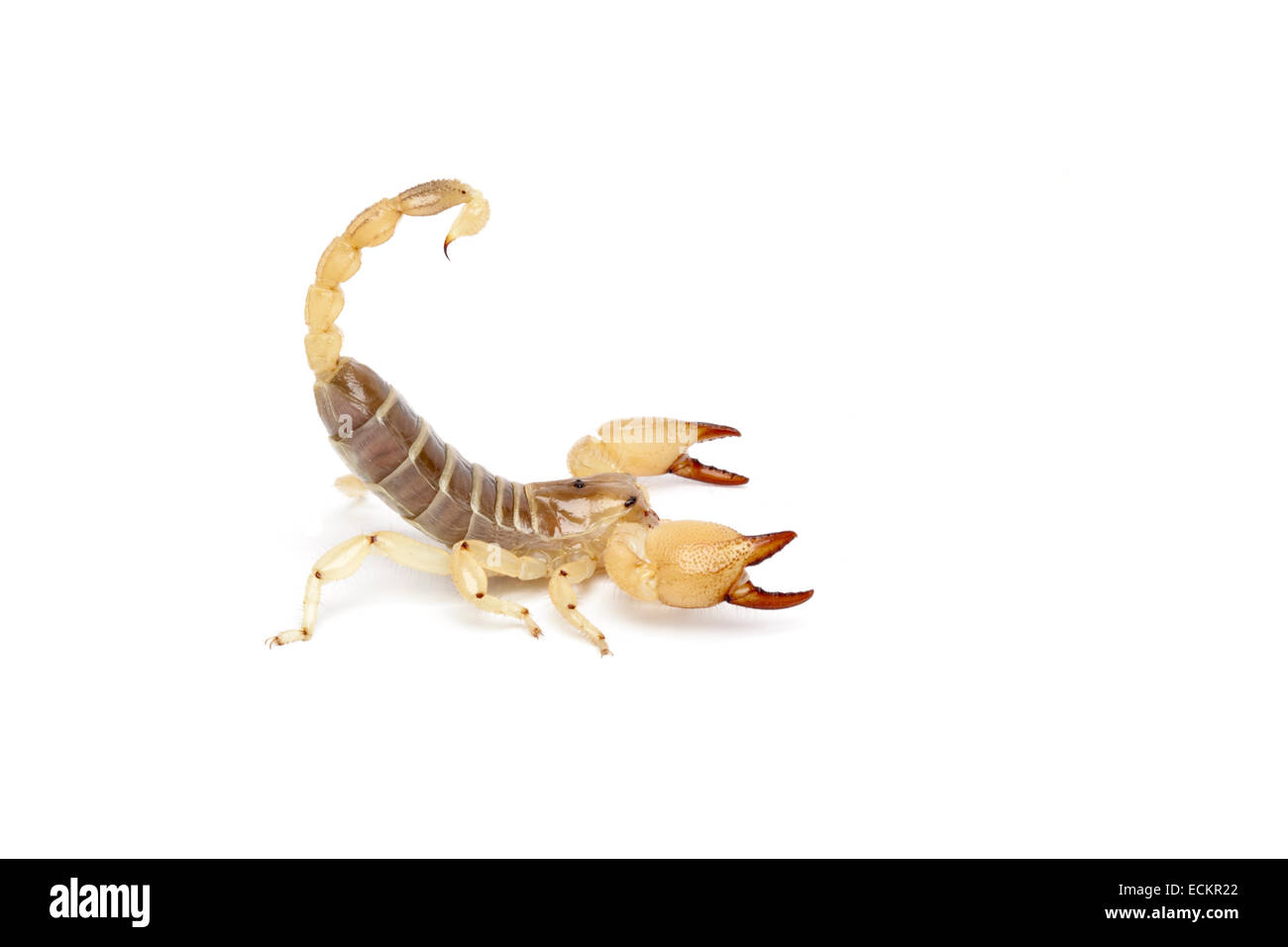 Scorpio maurus, scorpion d'or, d'Israël, sur fond blanc Banque D'Images