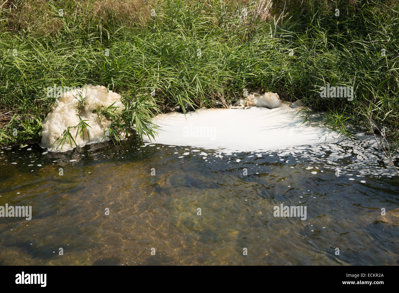 Libre de la pollution de l'eau dans un ruisseau Banque D'Images