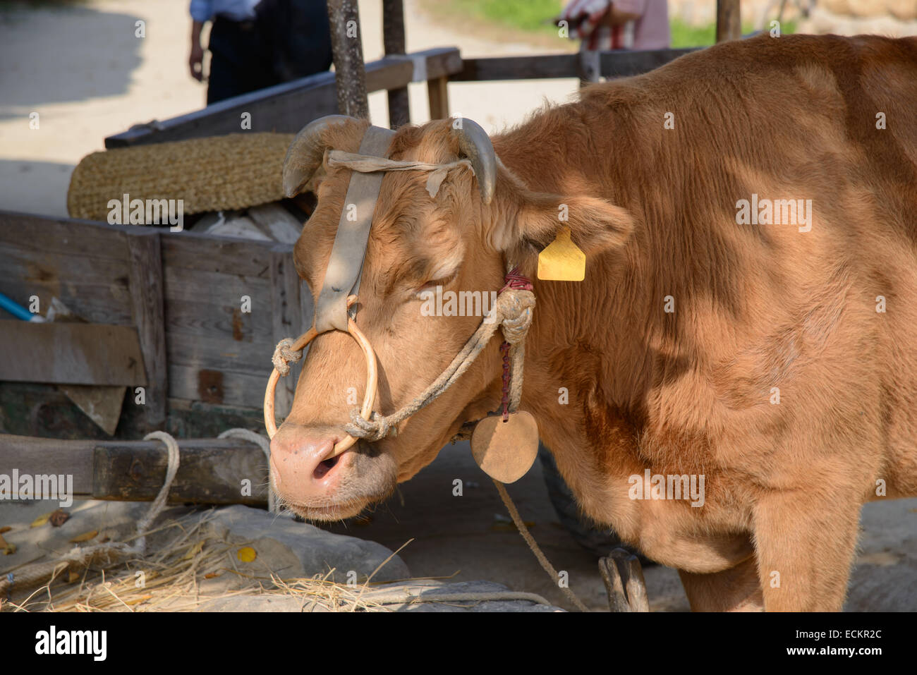Libre de vache brune avec anneau dans le nez Banque D'Images