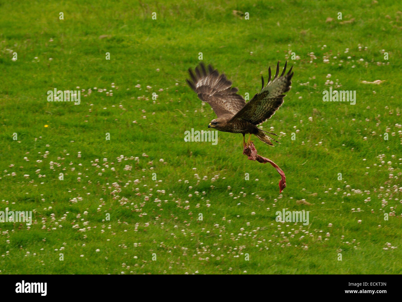 Buse variable s'envoler avec de gros morceau de viande au-dessus d'un champ près de tulle au Pays de Galles, Royaume-Uni. Banque D'Images