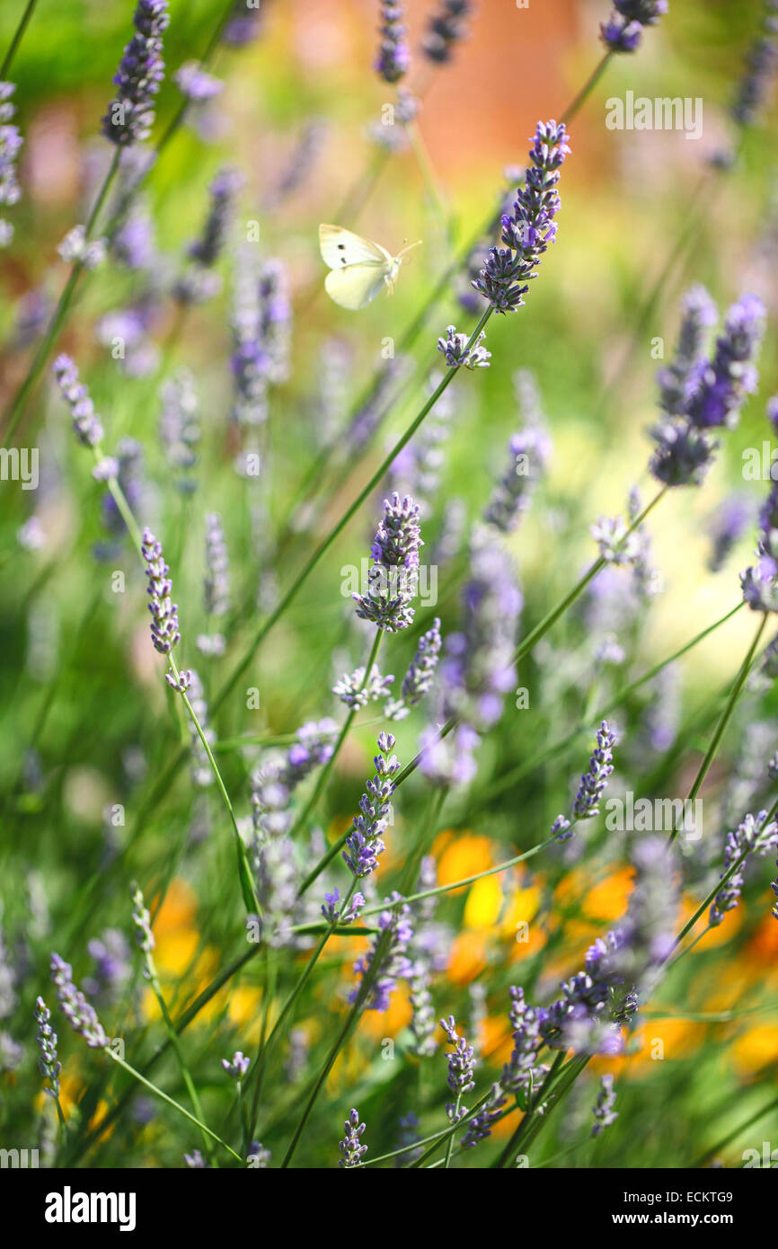 Un petit papillon blanc (Pieris rapae) volant, sur le point d'atterrir sur une fleur de lavande anglaise (Lavandula angustifolia) dans un jardin d'été Angleterre Royaume-Uni Banque D'Images