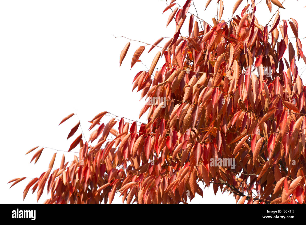 Feuilles rouges de l'arbre de zelkova en automne Banque D'Images