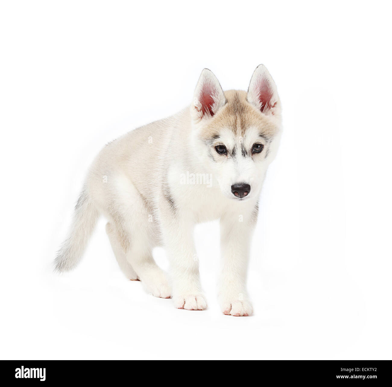 Husky de Sibérie petits 2 mois isolé sur fond blanc Banque D'Images