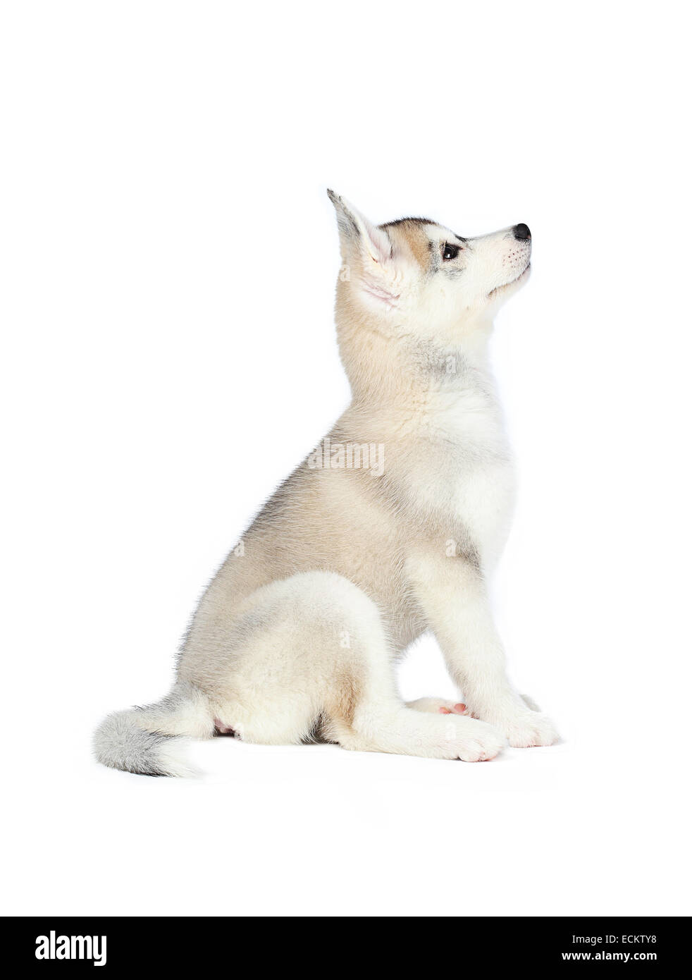 Husky de Sibérie petits 2 mois isolé sur fond blanc Banque D'Images