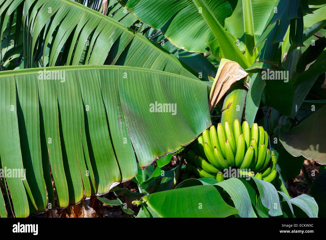 Les plantations de banane au bord de l'océan, dans la région de El Rincon, Tenerife, Canaries, Espagne Banque D'Images
