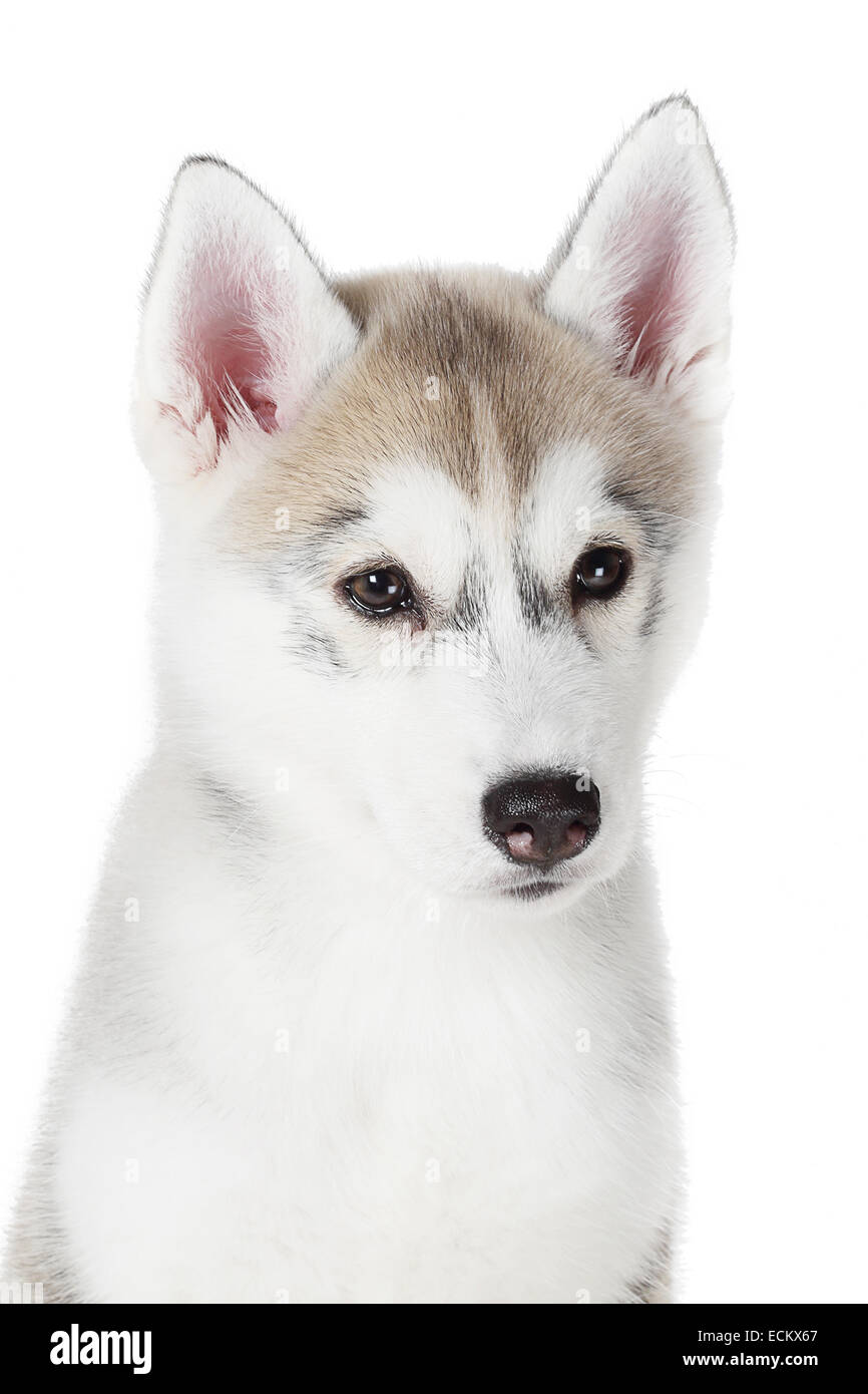 Husky de Sibérie petits 2 mois isolé sur fond blanc Banque D'Images