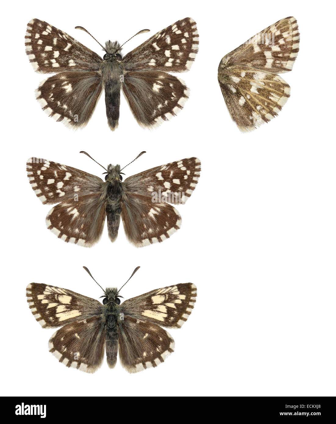 Pyrgus malvae - Grizzled Skipper - femelle (en haut) - hommes (milieu) - hommes, forme taras (en bas). Banque D'Images