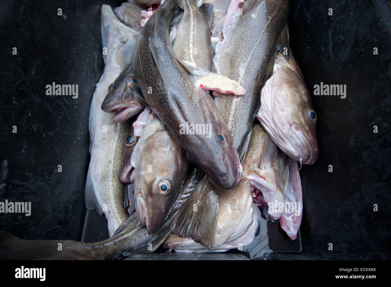 Prises accessoires de morue (Gadus morhua) et de l'Aiglefin (Melanogrammus aeglefinus) sur le pont du chalutier de pêche. Banc Stellwagen Banque D'Images