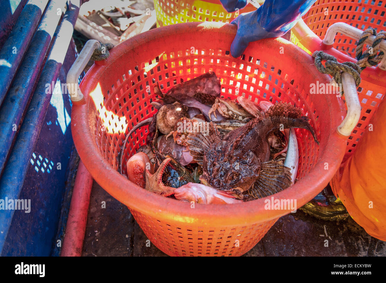 Les prises accessoires de chaboisseaux (Myoxocephalus octodecemspinosus), Étoiles de mer (Asterias rubens) et le crabe (Cancer irroratus) Banque D'Images