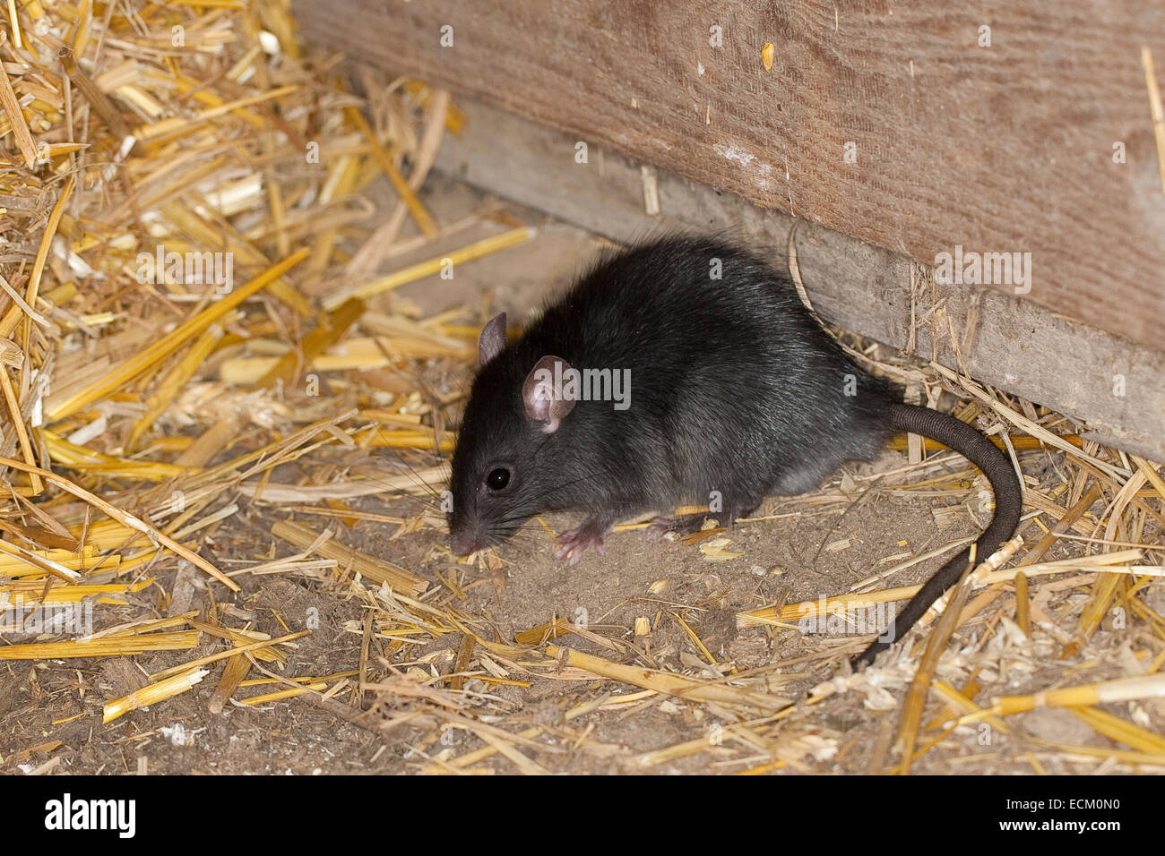 Rat noir, rat noir, rat, rat bateau maison, rats, Hausratte Haus-Ratte, Ratte, Ratten,, Rattus rattus, le rat noir, rat des greniers Banque D'Images