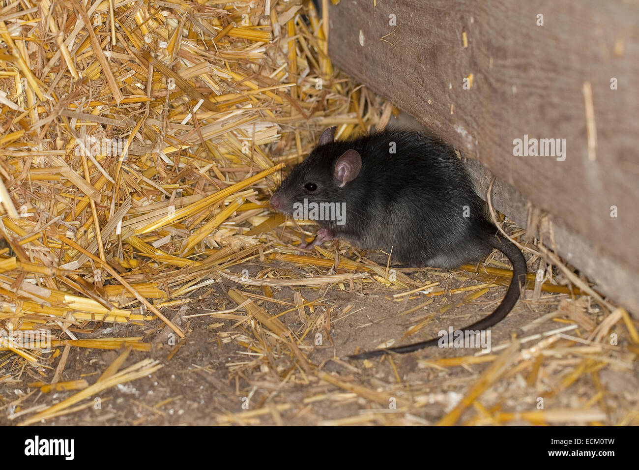 Rat noir, rat noir, rat, rat bateau maison, rats, Hausratte Haus-Ratte, Ratte, Ratten,, Rattus rattus, le rat noir, rat des greniers Banque D'Images