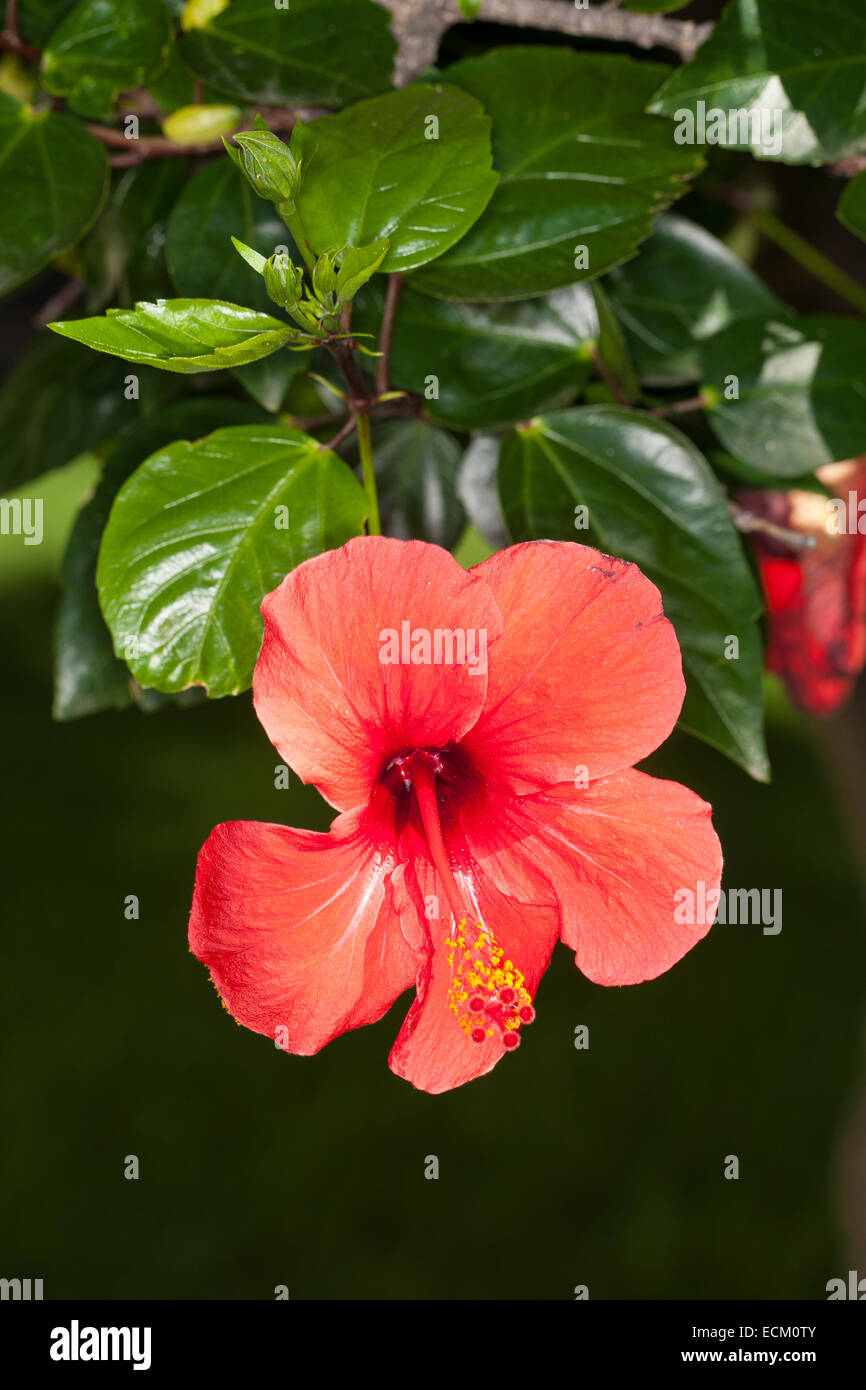 La mauve rose, Hibiscus, hibiscus chinois, la Chine a augmenté, Hibiscus rosa-sinensis, Hibiscus rosa sinensis, Hibiskus, Roseneibisch Banque D'Images