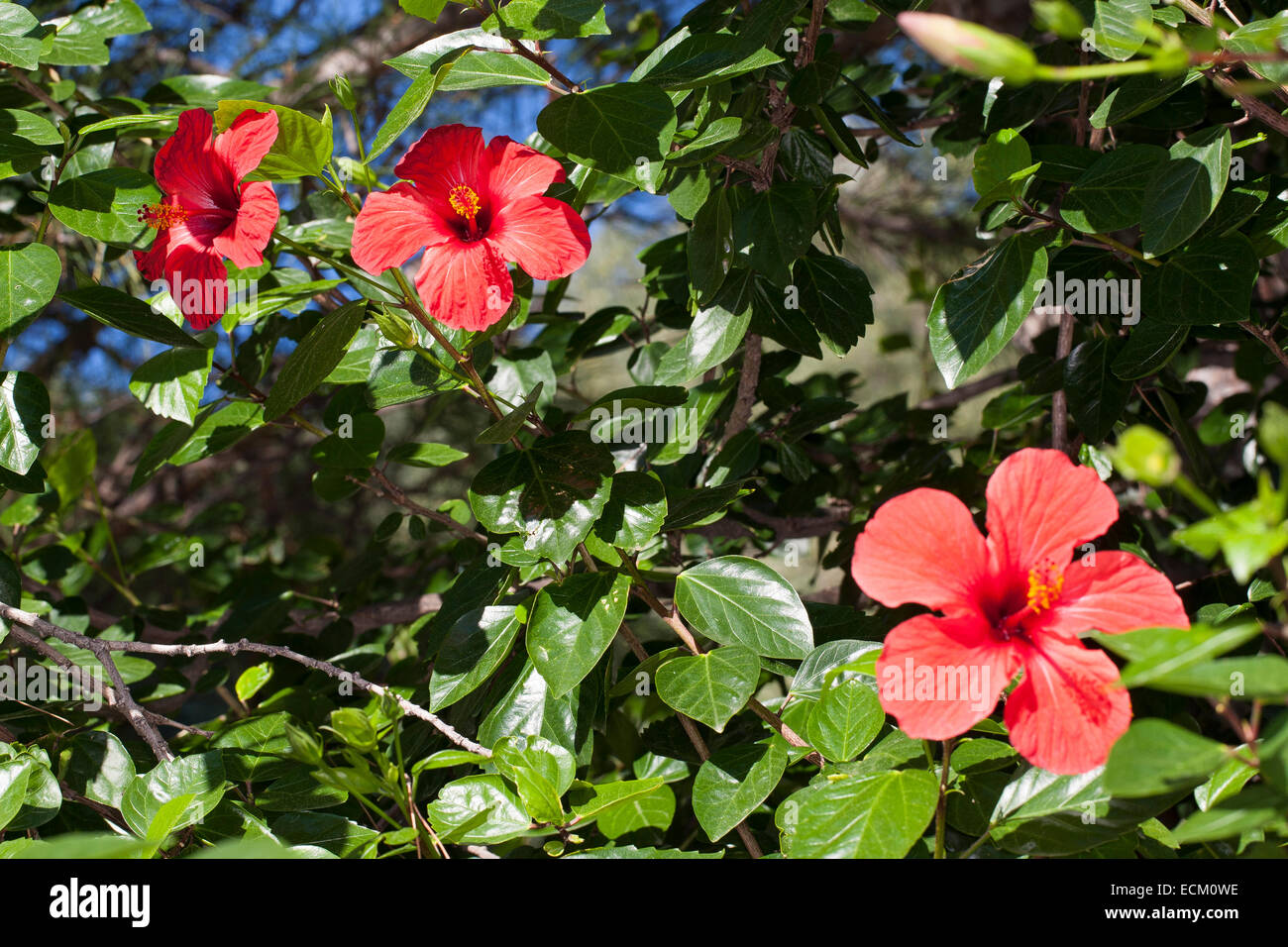 La mauve rose, Hibiscus, hibiscus chinois, la Chine a augmenté, Hibiscus rosa-sinensis, Hibiscus rosa sinensis, Hibiskus, Roseneibisch Banque D'Images